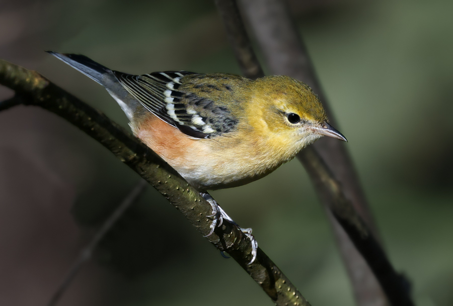 Bay-breasted Warbler