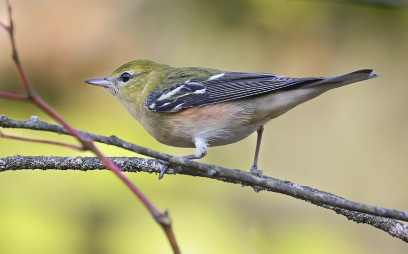 Bay-breasted Warbler (1st fall male or fall adult female)
