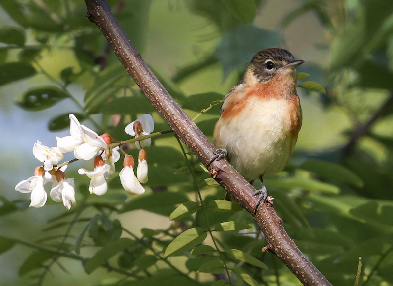 Bay-breasted Warbler (spring adult female)