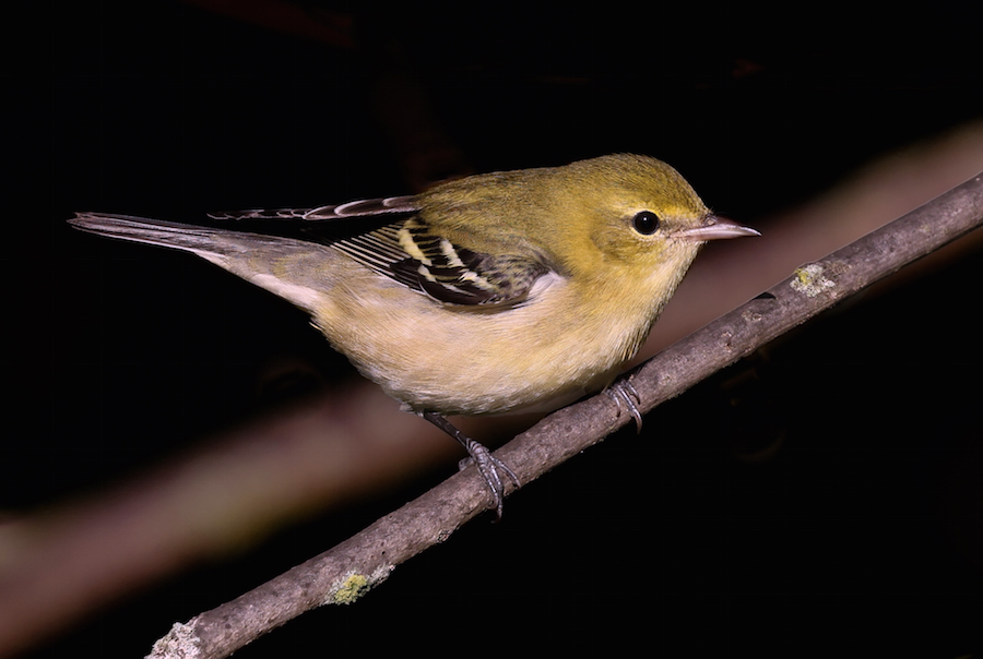 Bay-breasted Warbler (1st fall female) photo #4