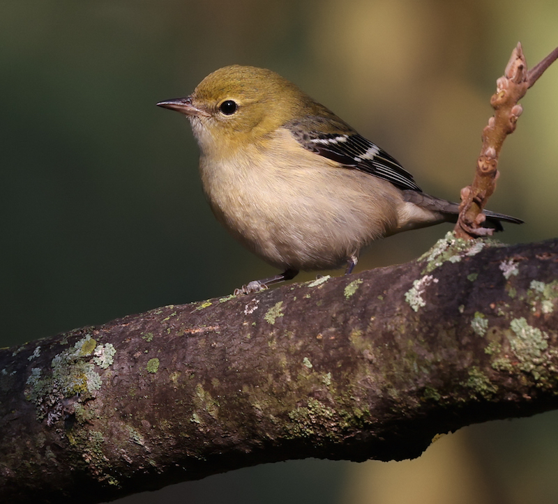 Bay-breasted Warbler (1st fall female) photo #3
