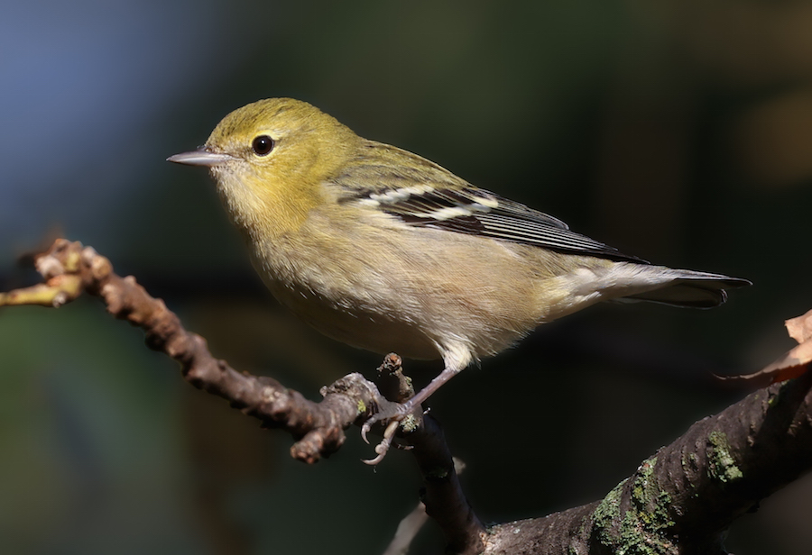 Bay-breasted Warbler (1st fall female) photo #5