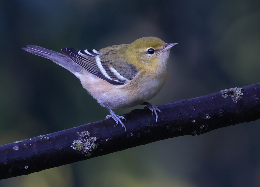 Bay-breasted Warbler (1st fall female)
