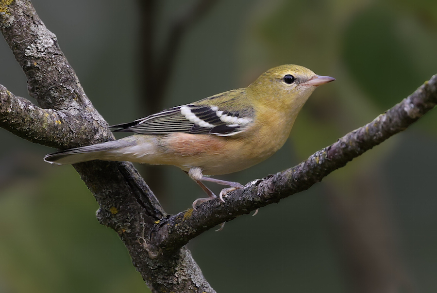 Bay-breasted Warbler (1st fall male or fall adult female)