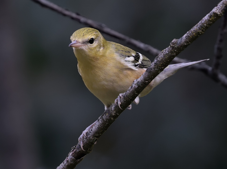 Bay-breasted Warbler (1st fall male or fall adult female)