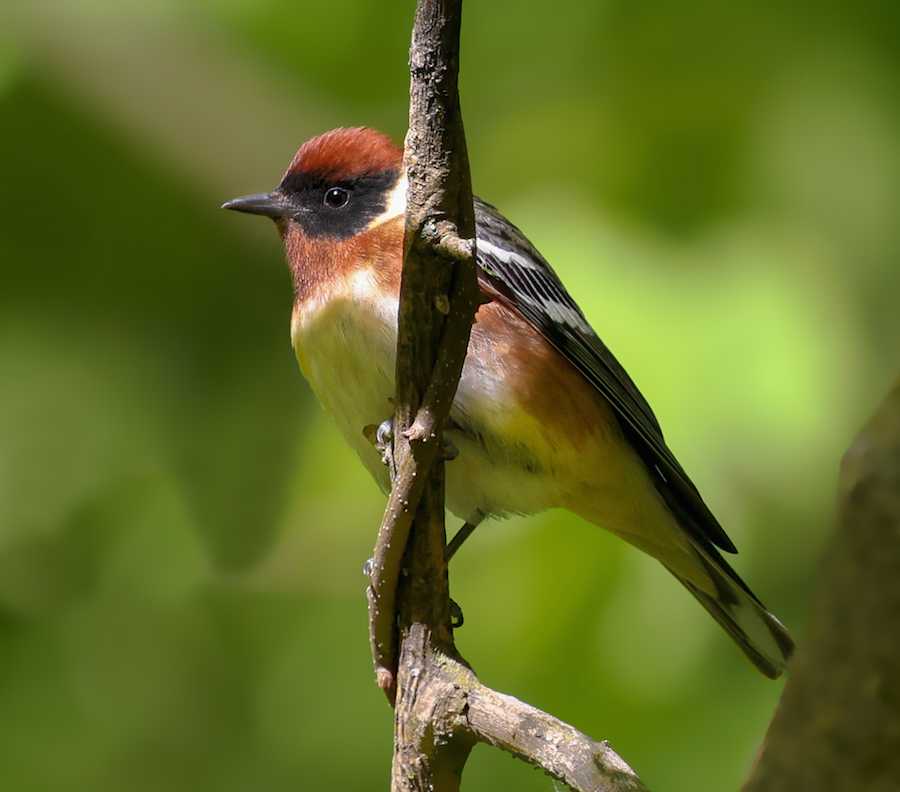 Bay-breasted Warbler