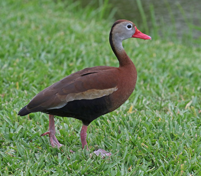 Black-bellied Whistling-duck