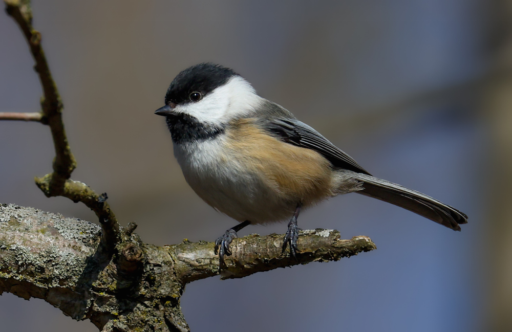 Black-capped Chickadee
