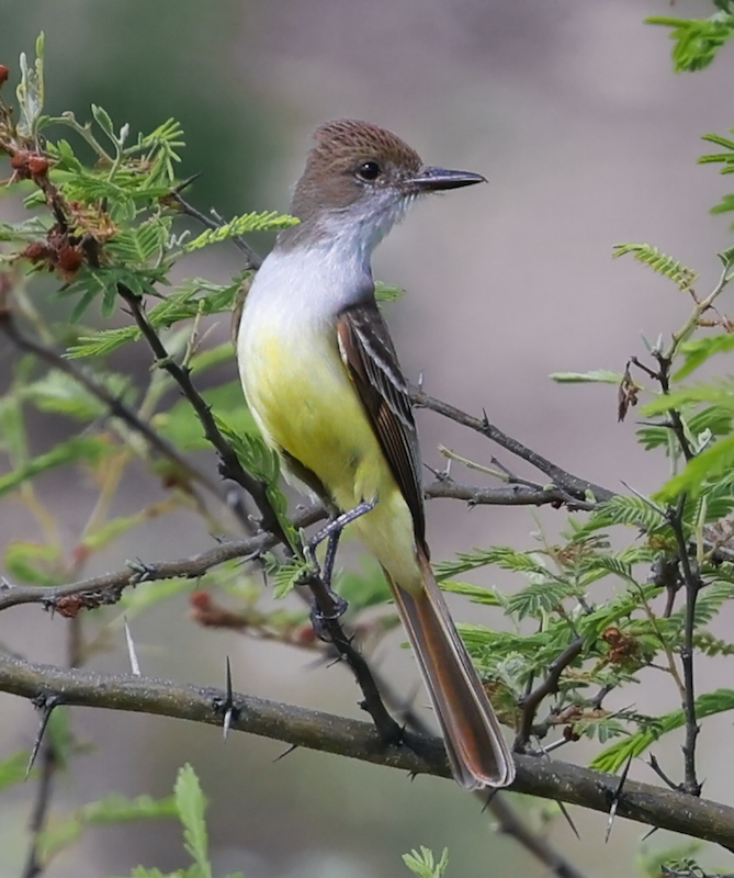 Brown-crested Flycatcher