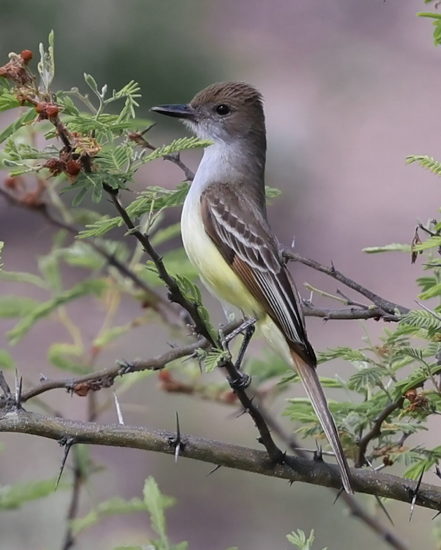Brown-crested Flycatcher