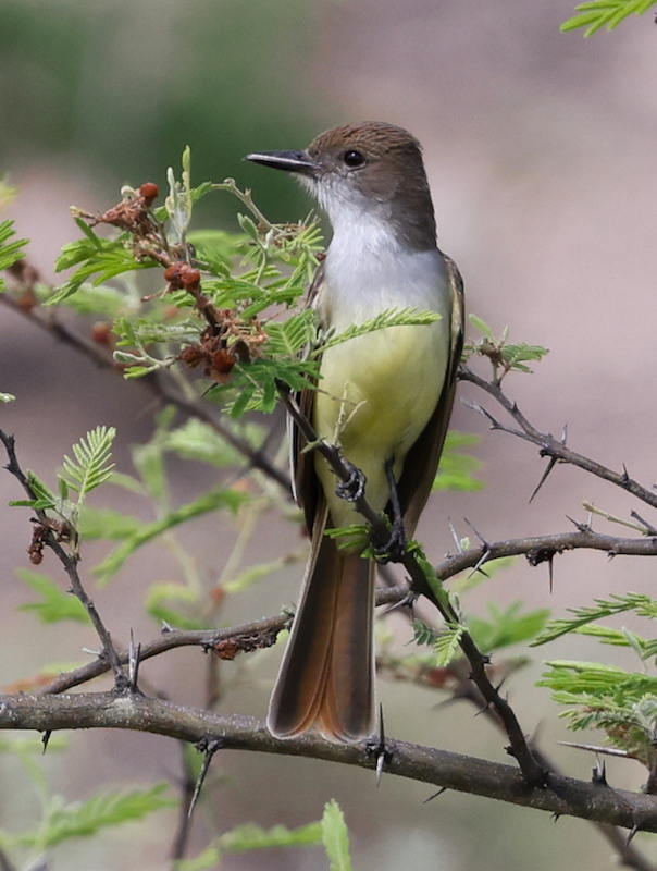 Brown-crested Flycatcher
