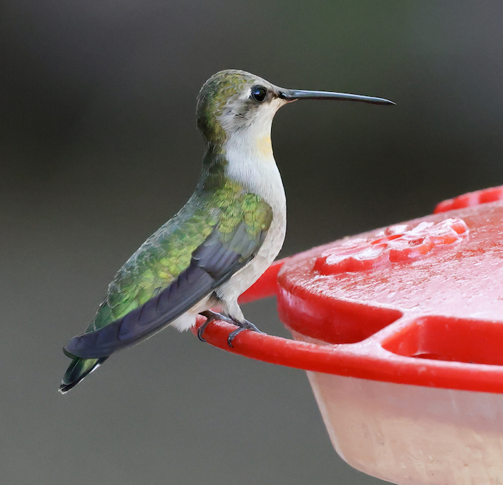 Black-chinned Hummingbird