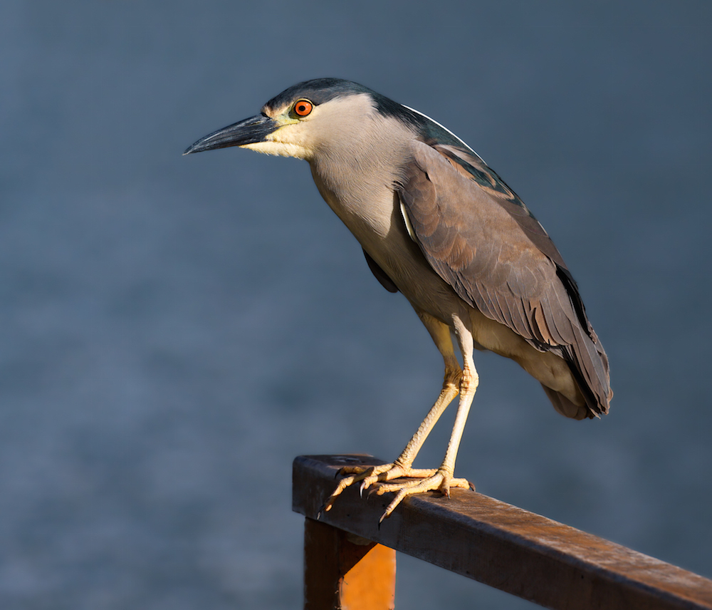 Black-crowned Night-heron