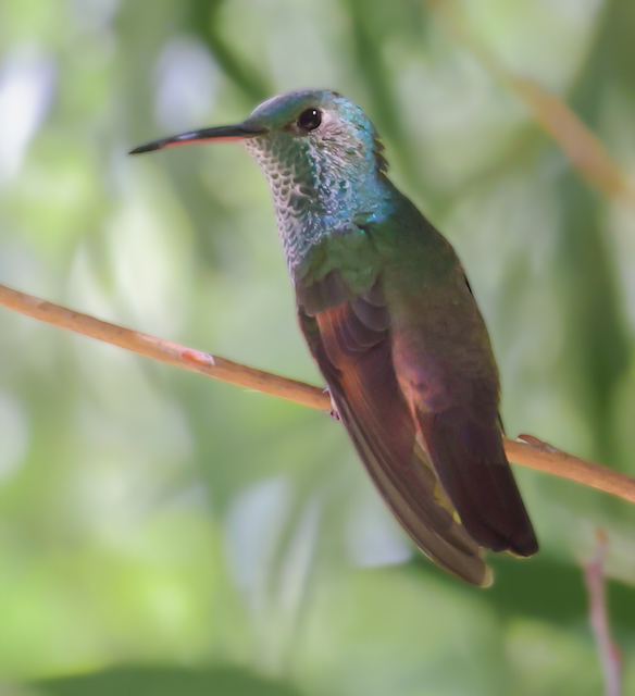 Berylline Hummingbird 