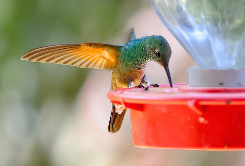 Berylline Hummingbird 