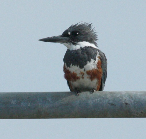 Belted Kingfisher photo 1