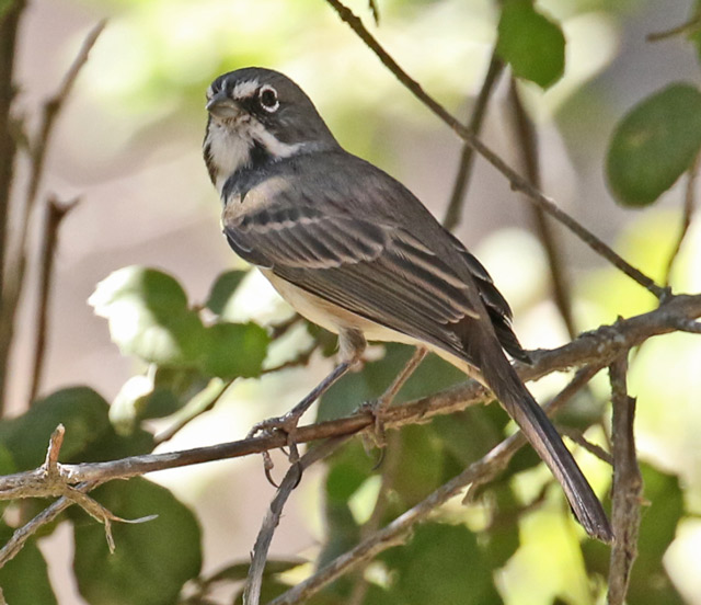Sage Sparrow photo #4