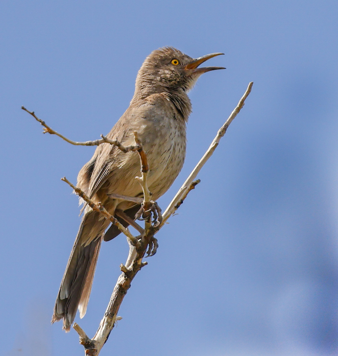 Bendire's Thrasher