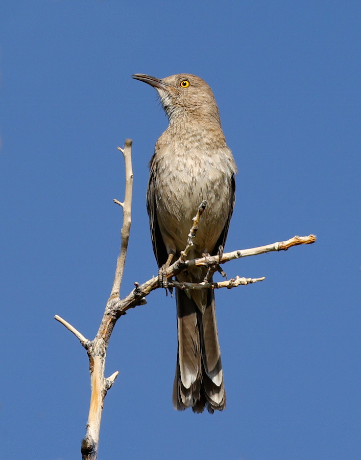 Bendire's Thrasher