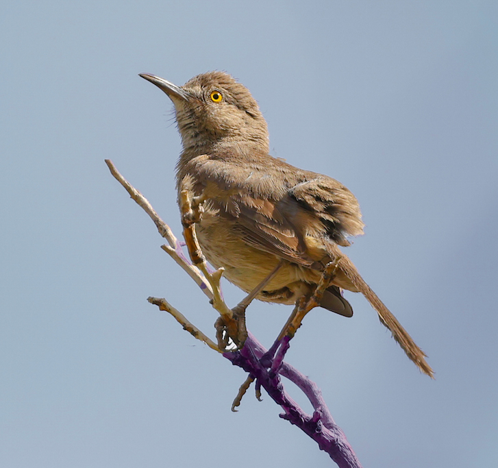 Bendire's Thrasher