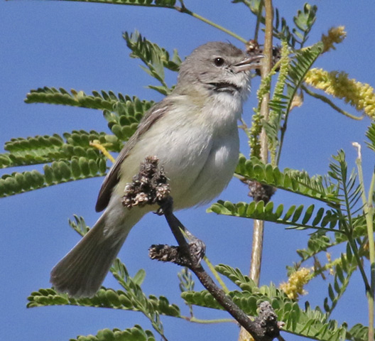 Bell's Vireo (Western form)