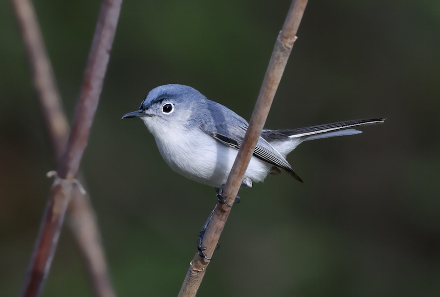 Blue-gray Gnatcatcher