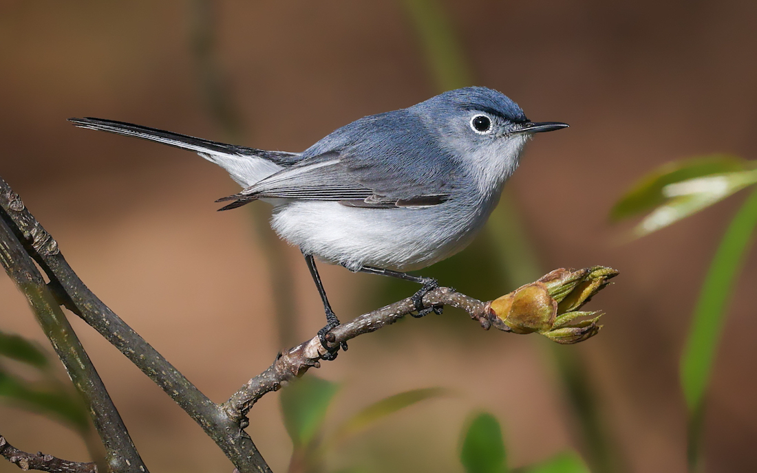 Blue-gray Gnatcatcher