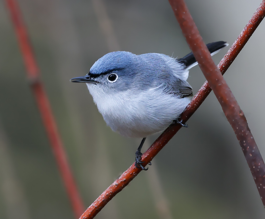 Blue-gray Gnatcatcher