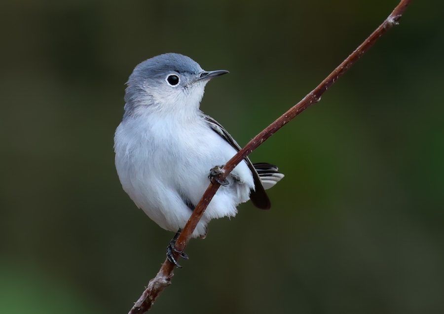 Blue-gray Gnatcatcher