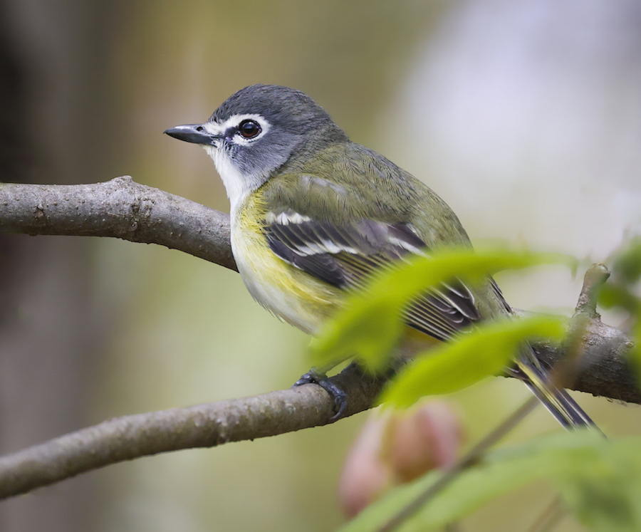 Blue-headed Vireo