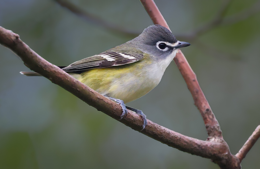 Blue-headed Vireo