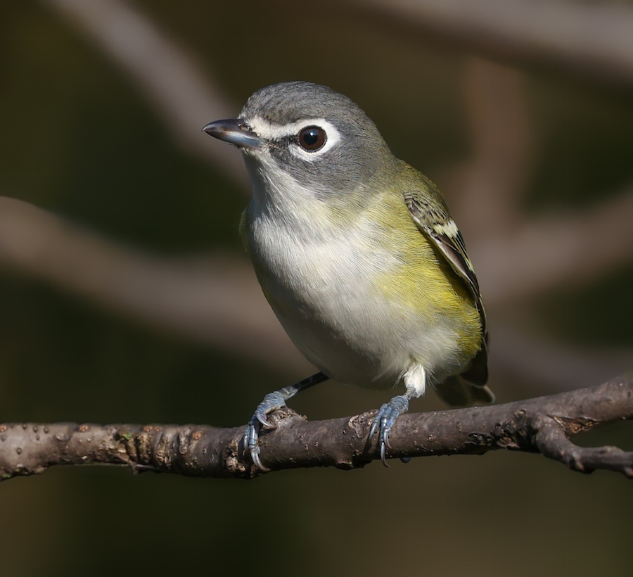 Blue-headed Vireo (Fall)  photo 3