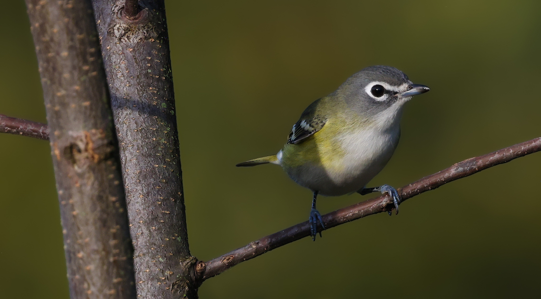 Blue-headed Vireo (Fall)  photo 2