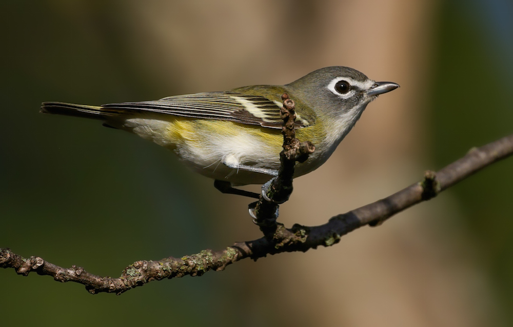 Blue-headed Vireo (Fall)  photo 4