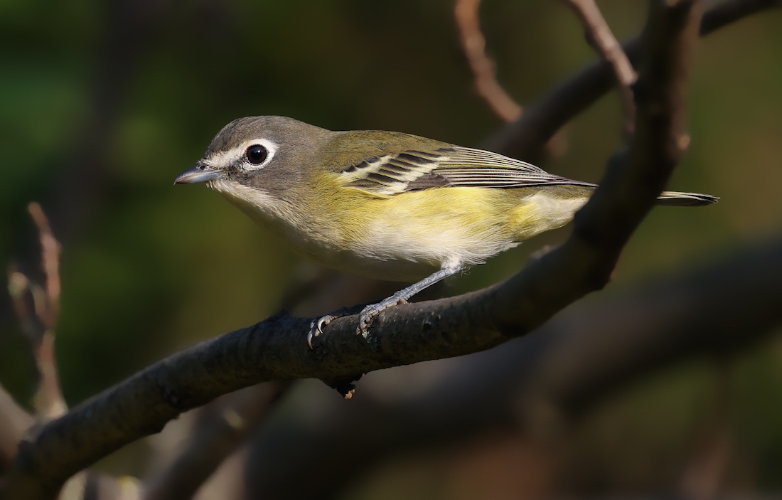 Blue-headed Vireo (Fall)  photo 5