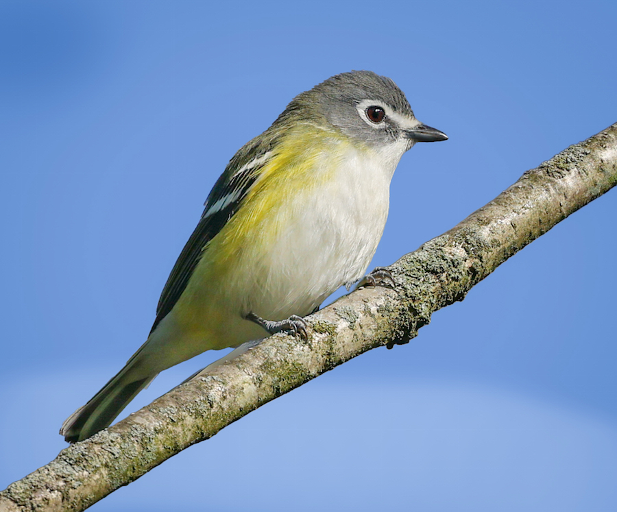 Blue-headed Vireo