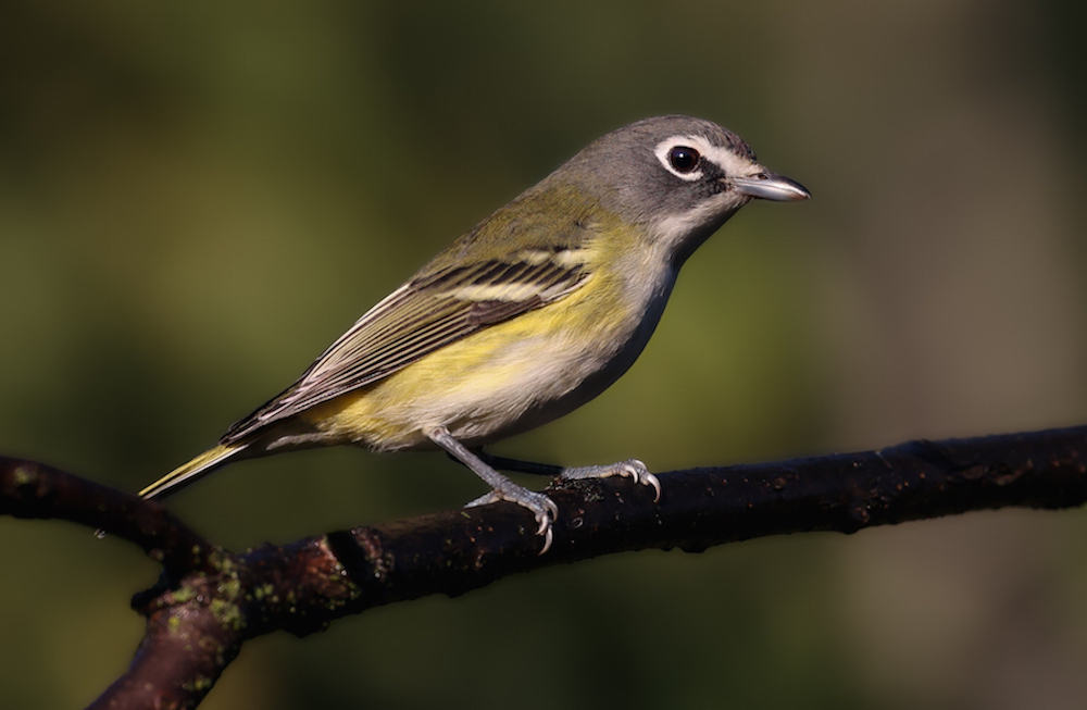 Blue-headed Vireo (Fall)  photo 7