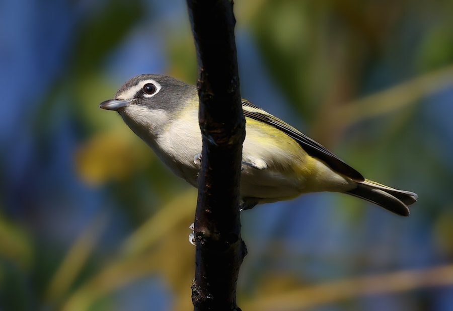 Blue-headed Vireo (Fall)  photo 8