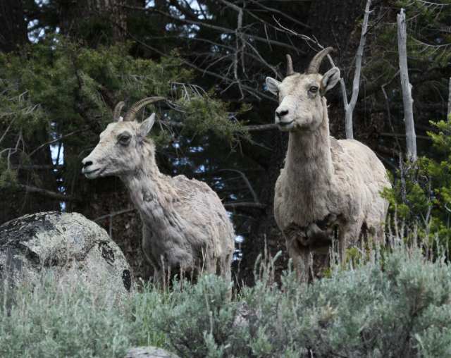 Bighorn Sheep photo 3