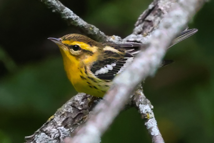 Blackburnian Warbler (fall adult male)