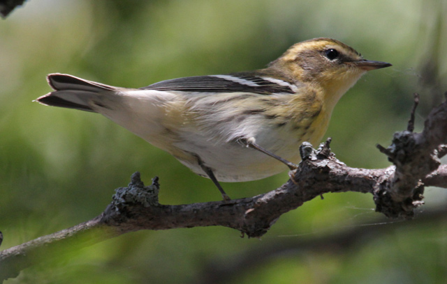 Blackburnian Warbler (first fall female)