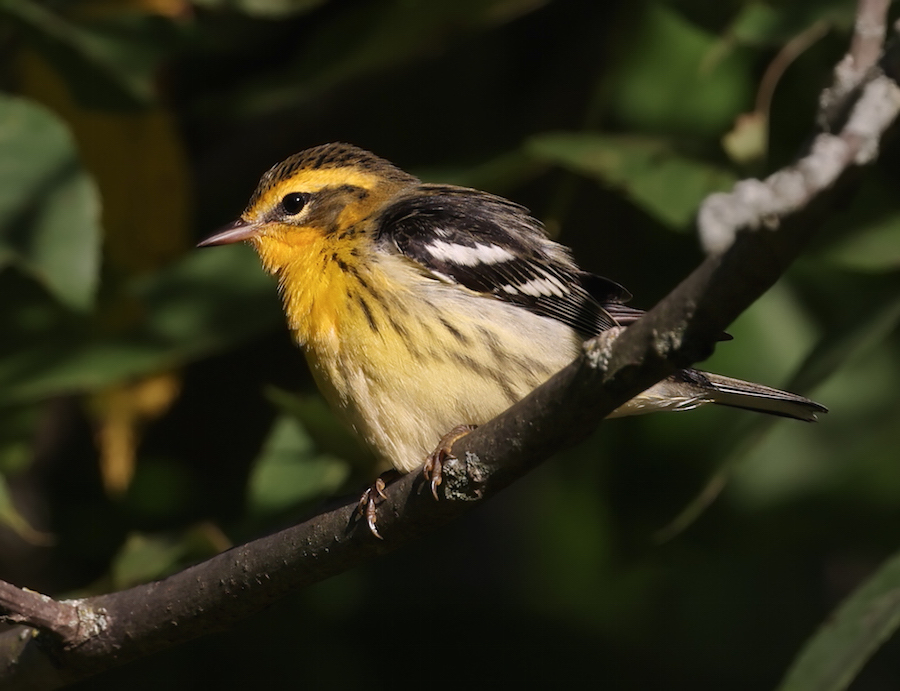 Blackburnian Warbler (first fall male or adult female)