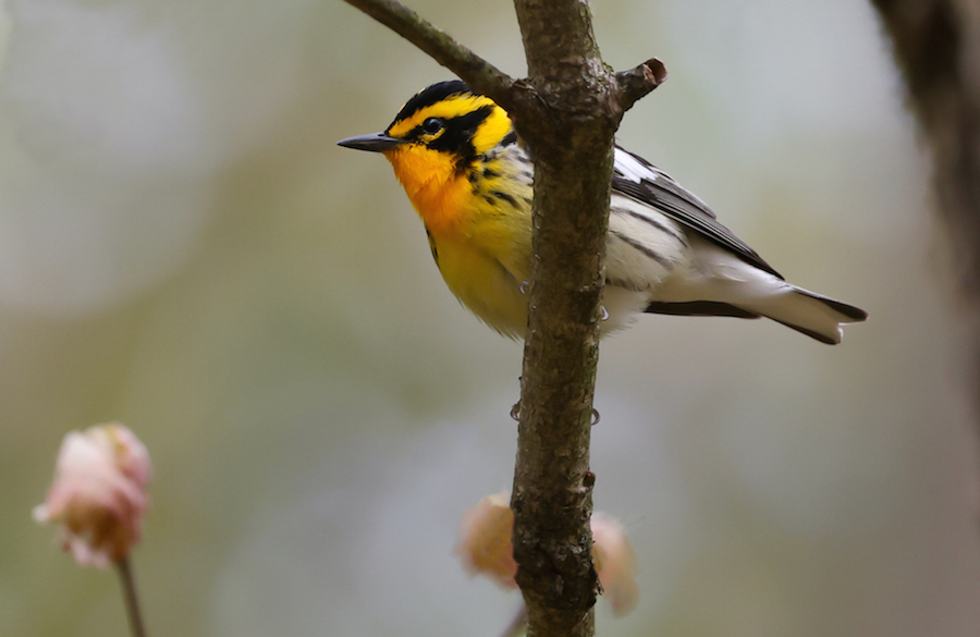Blackburnian Warbler
