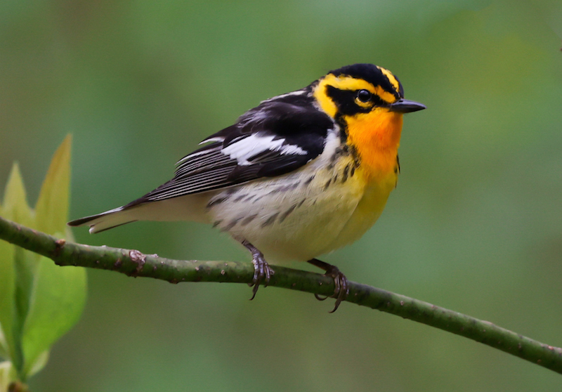Blackburnian Warbler