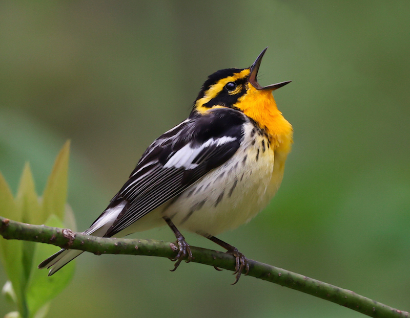 Blackburnian Warbler