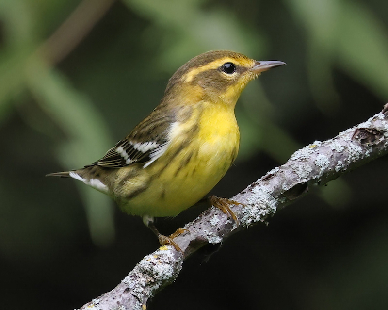Blackburnian Warbler (first fall female)