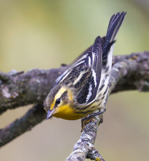Blackburnian Warbler (fall adult male)