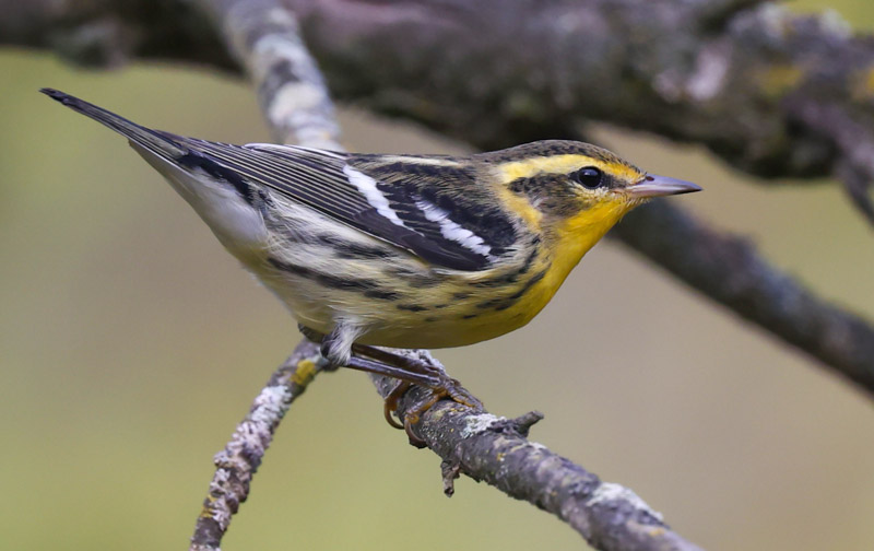 Blackburnian Warbler (fall adult male)