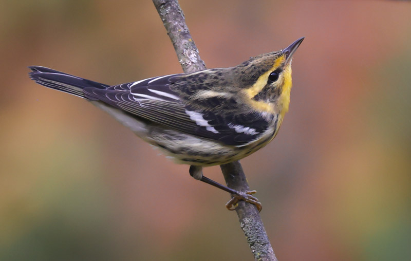 Blackburnian Warbler (first fall male or adult female)