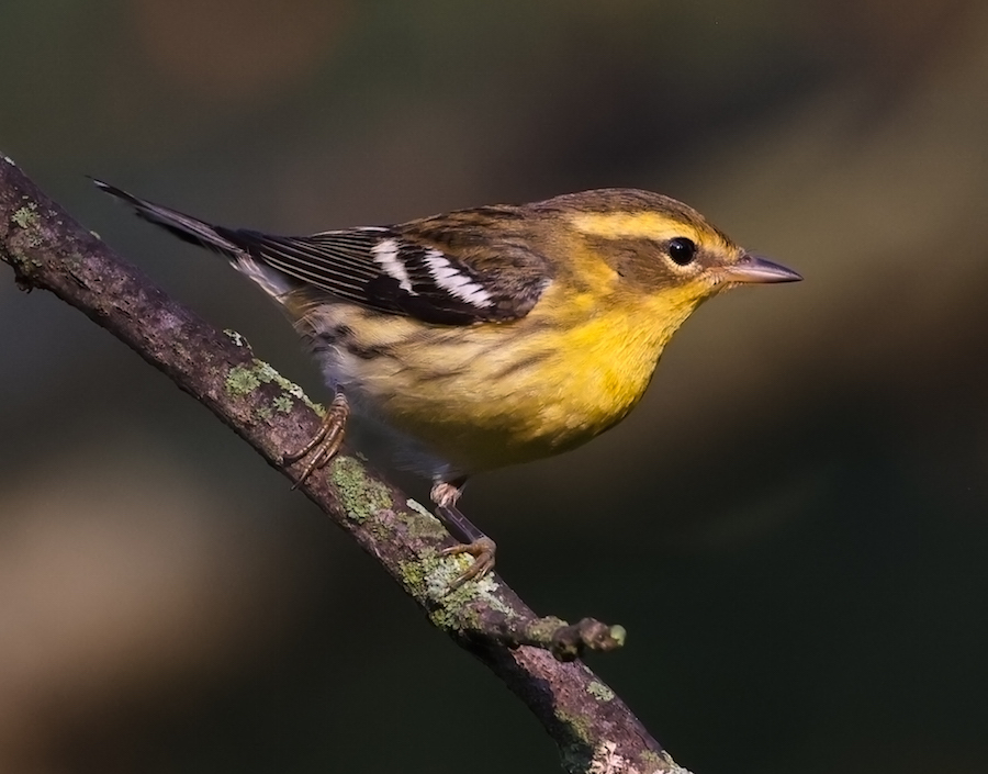 Blackburnian Warbler (first fall male or adult female)